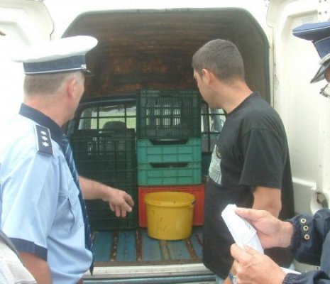 Peşte fără documente, camuflat sub o autoutilitară